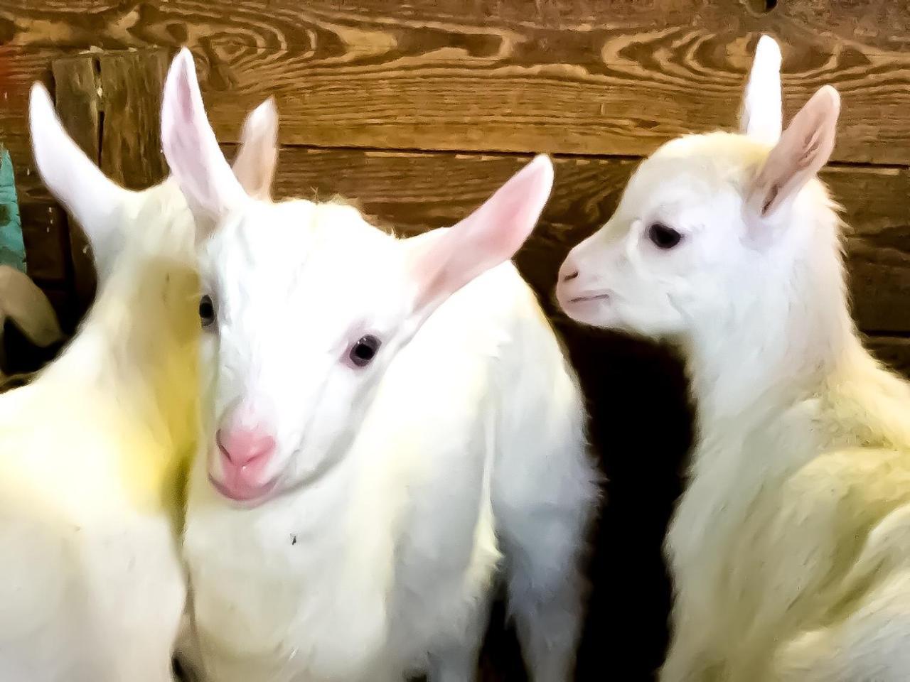 Charvensod Agriturismo B&B Chevres A Cheval المظهر الخارجي الصورة